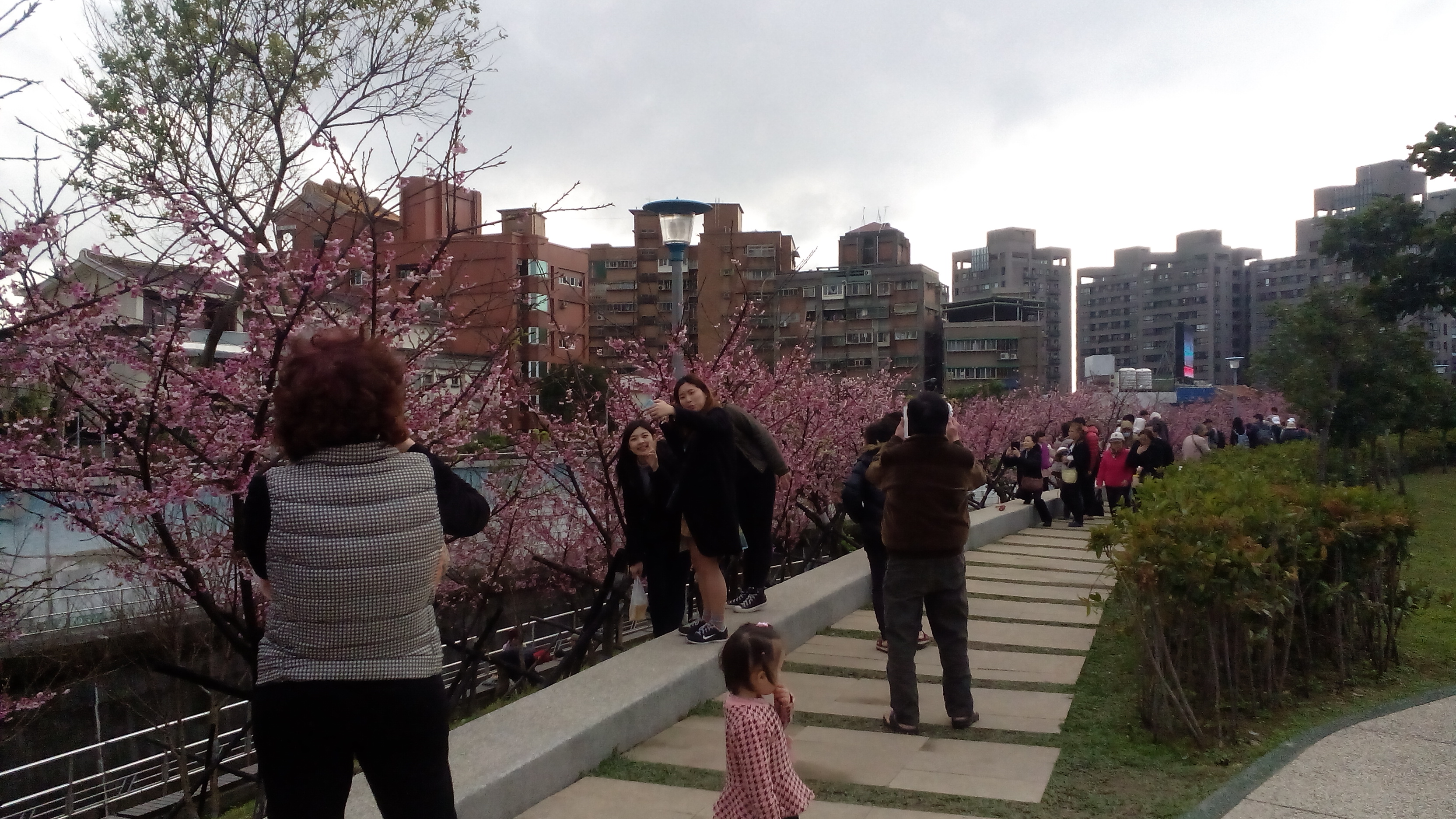 圖2、105年樂活公園櫻花綻開，民眾前往賞櫻景況。
