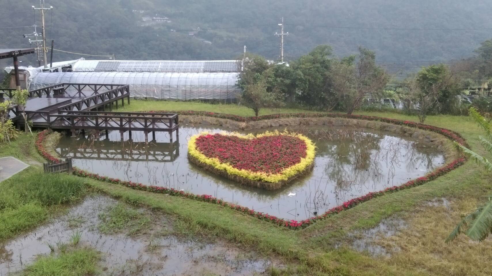 圖3 同心池換花現況(聖誕紅預計春節轉紅)