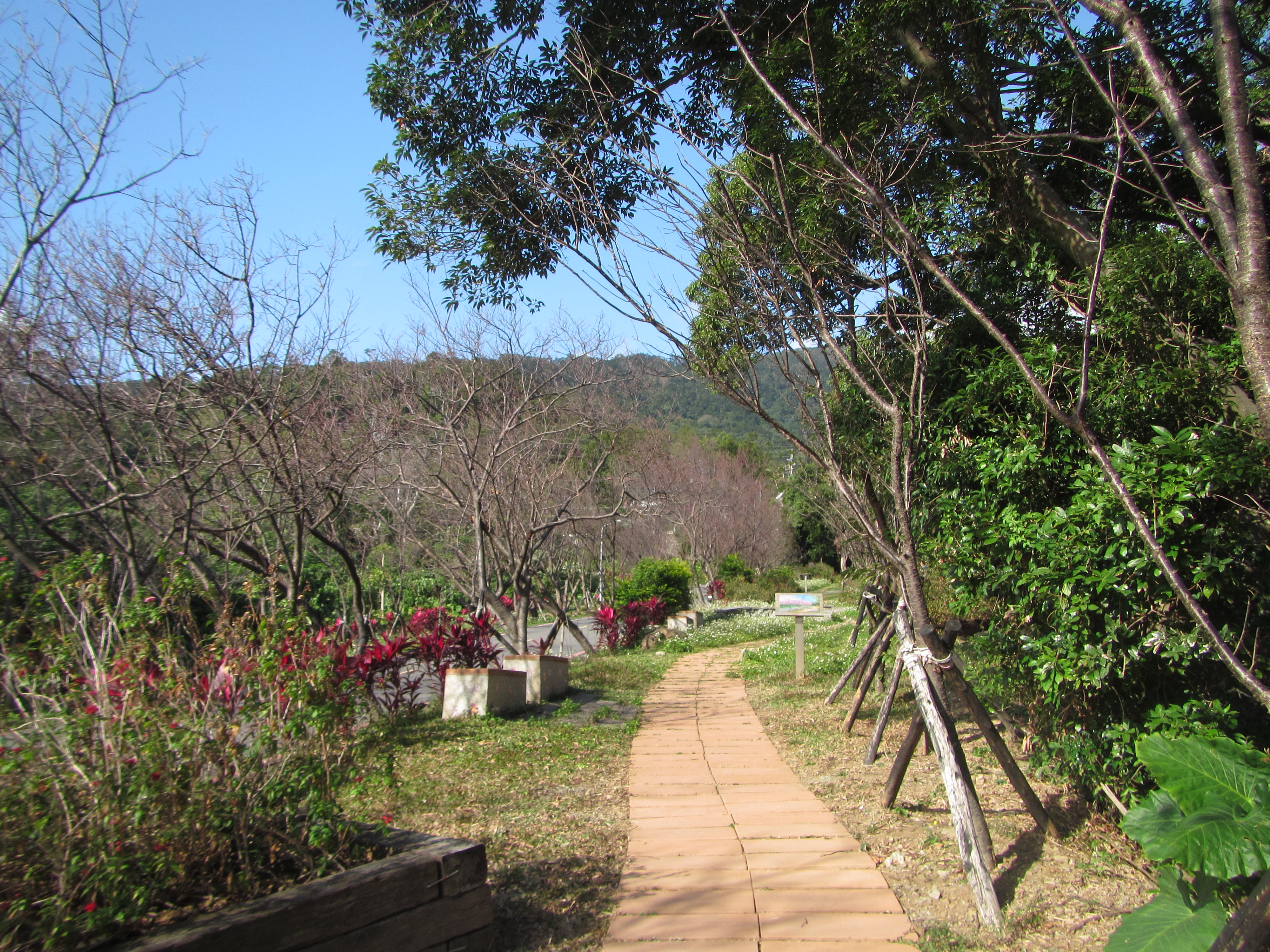 臺北市北投區大屯里復興三路櫻花隧道含苞待放現況