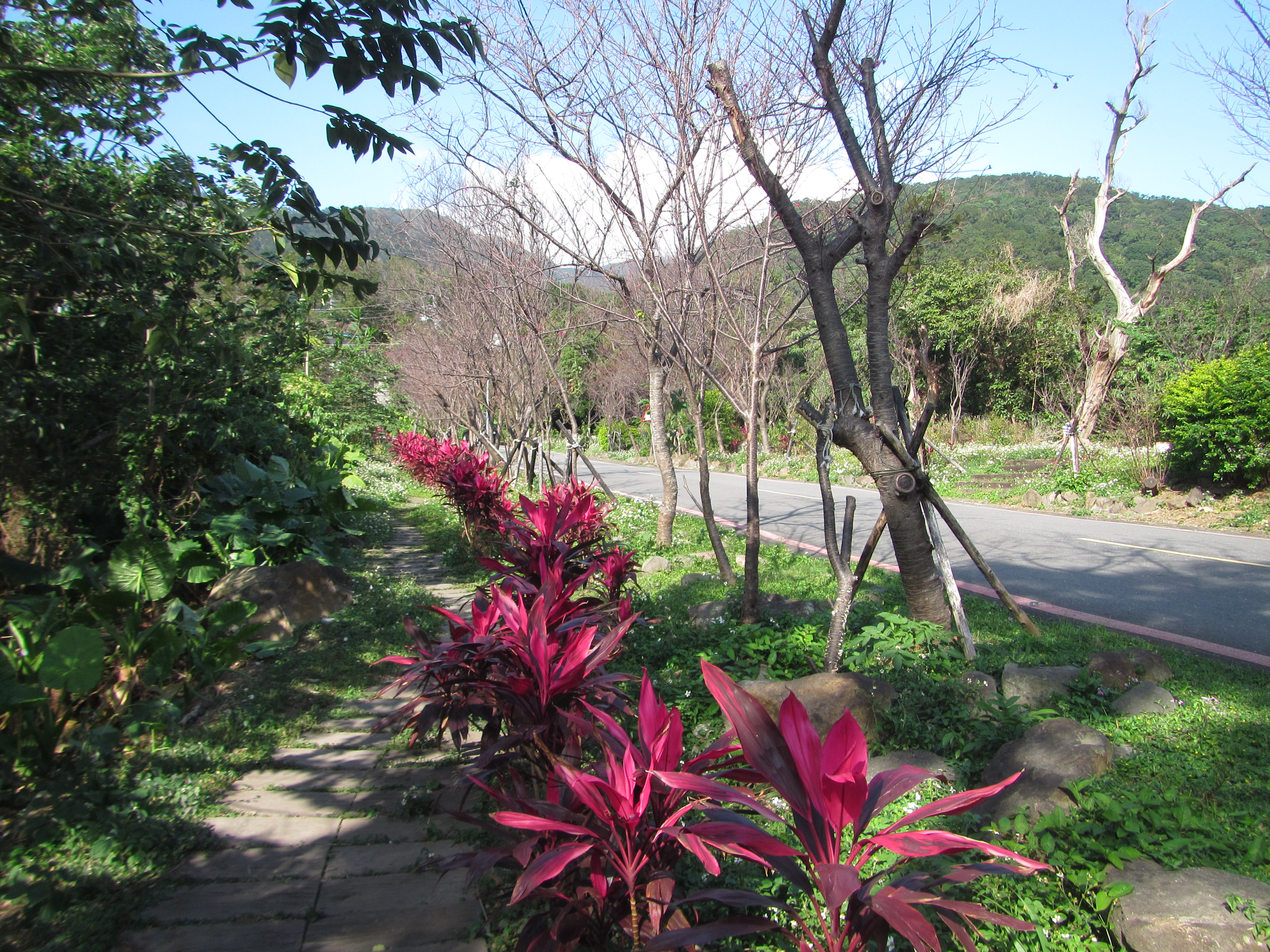 臺北市北投區大屯里復興三路櫻花隧道含苞待放現況