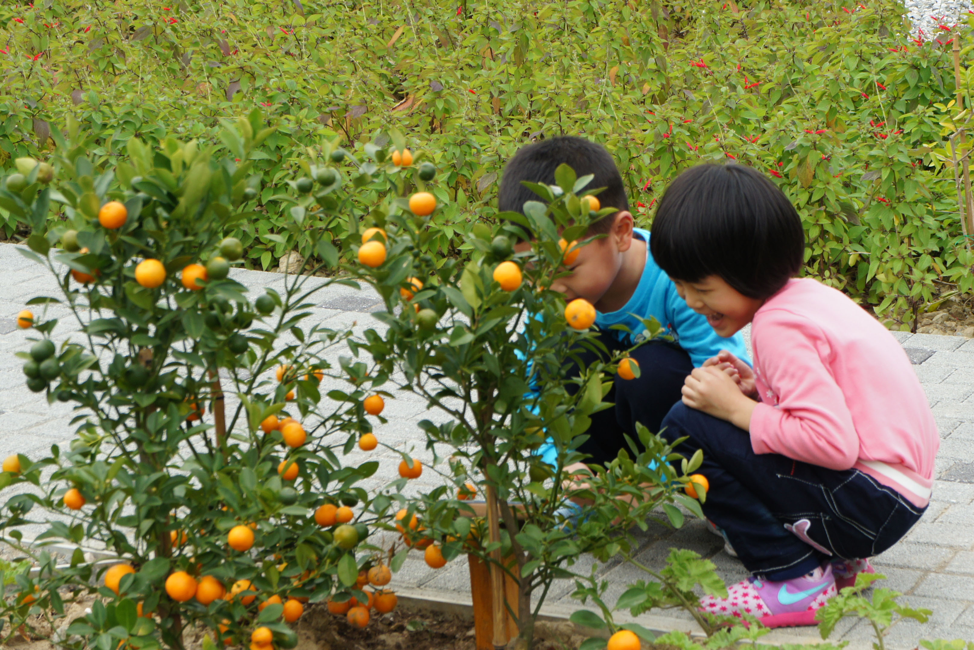 圖8.結果灌木帶給民眾小驚喜