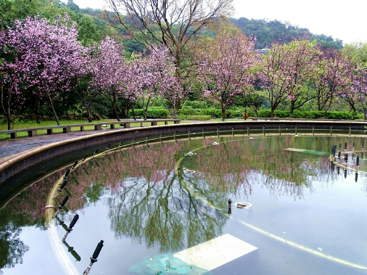 圖3 噴水池的昭和櫻倒影與櫻花相映成趣