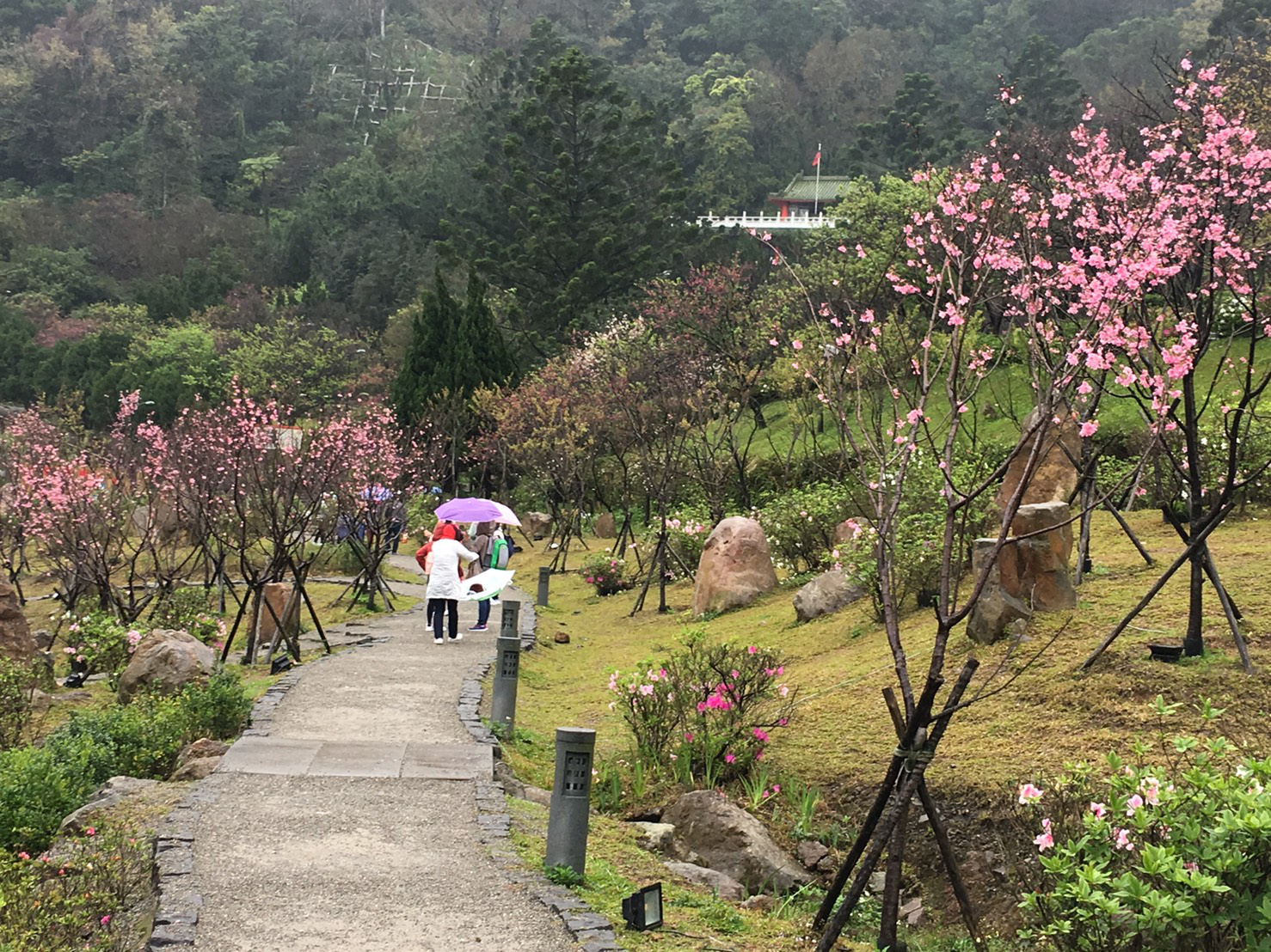 圖7櫻花溪流區的昭和櫻花開了