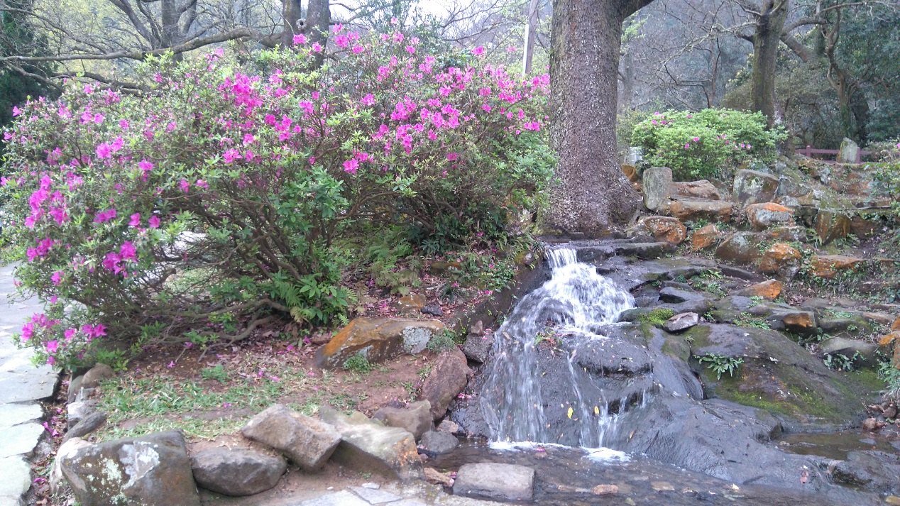 圖4陽明公園的杜鵑花(2)