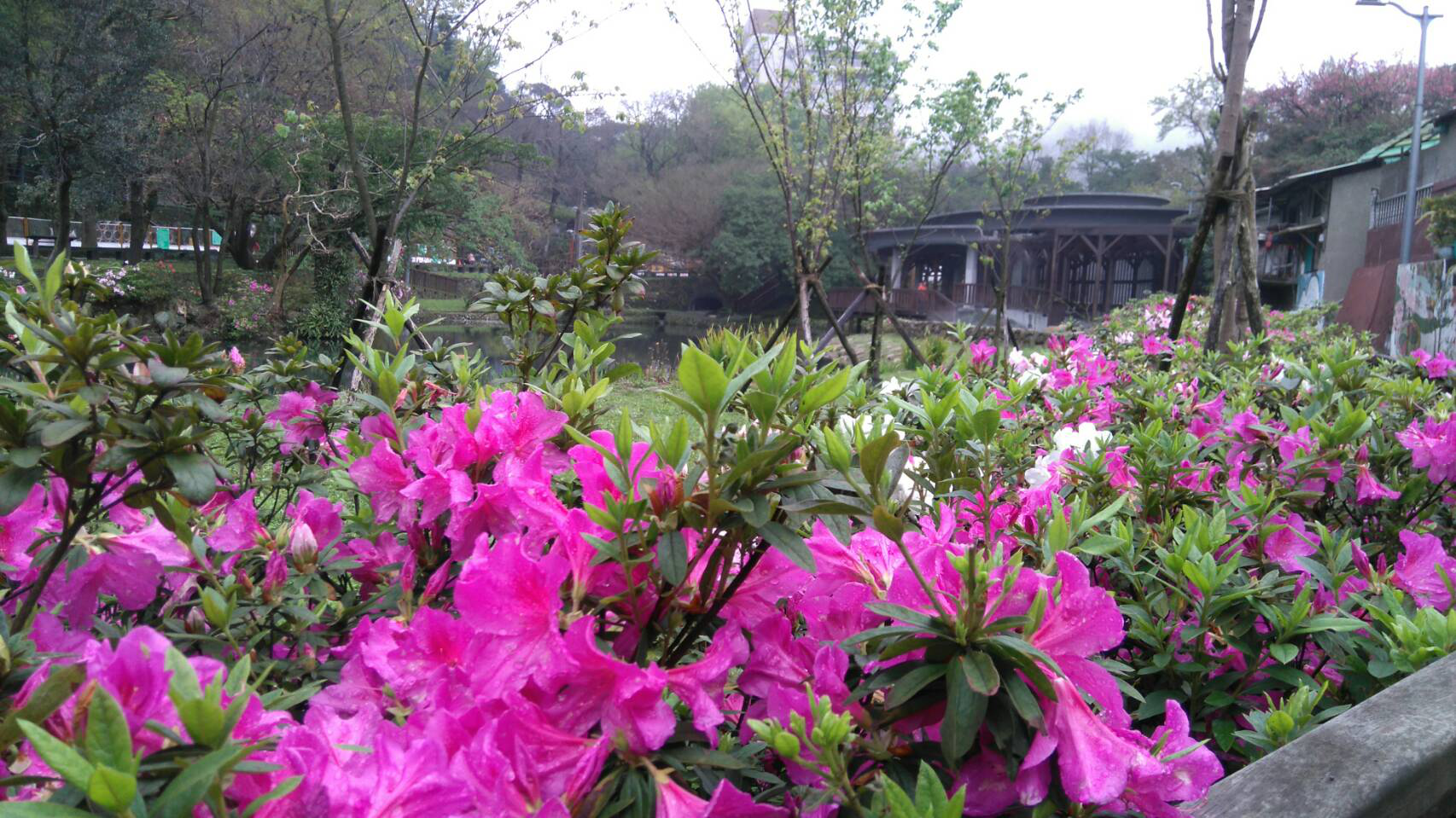 圖5 前山公園的杜鵑花