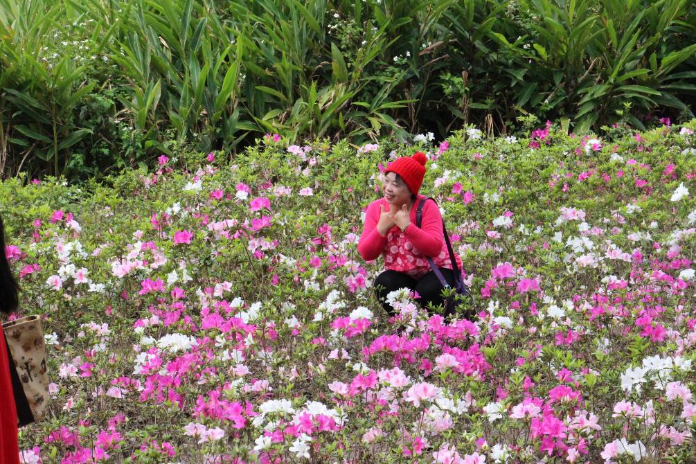 (圖3) 杜鵑花開成為市民拍攝及觀光景點