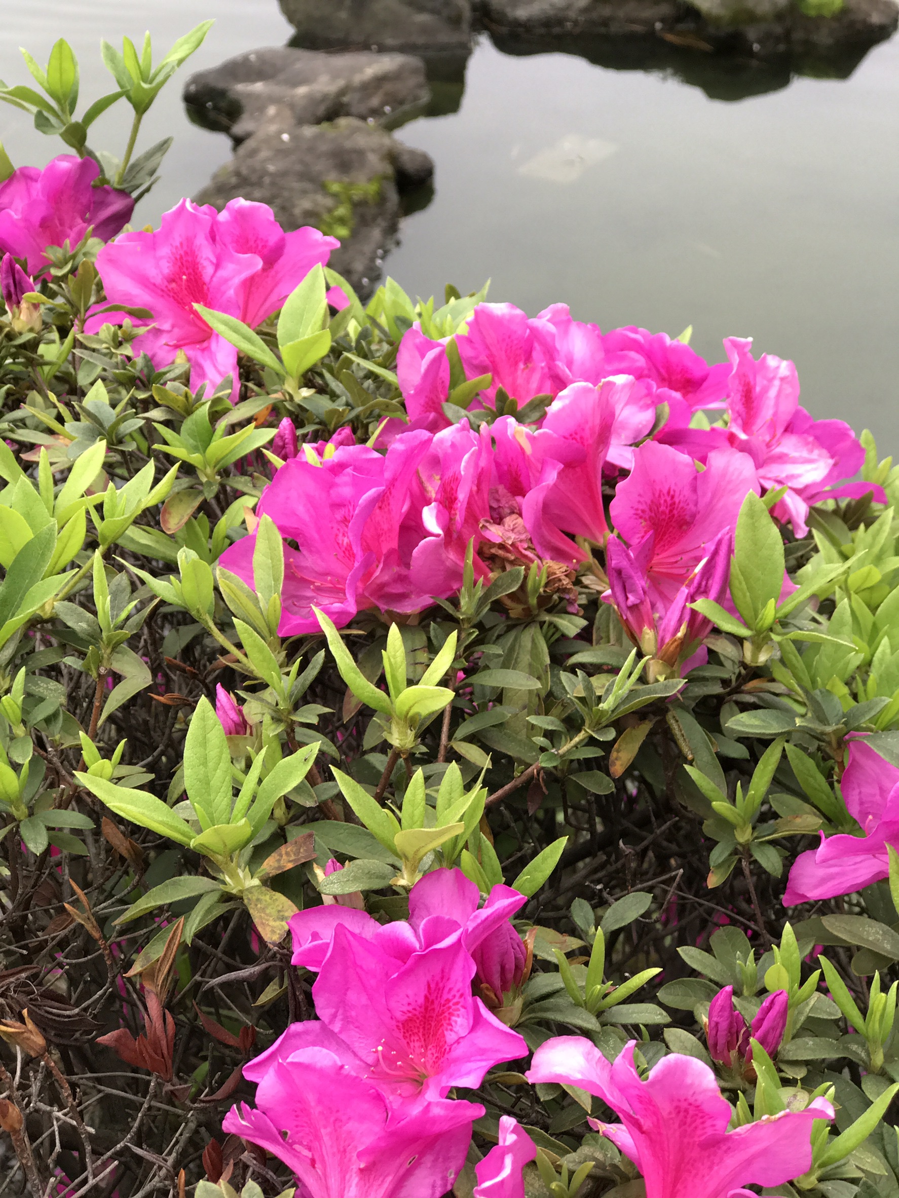 杜鵑花況5