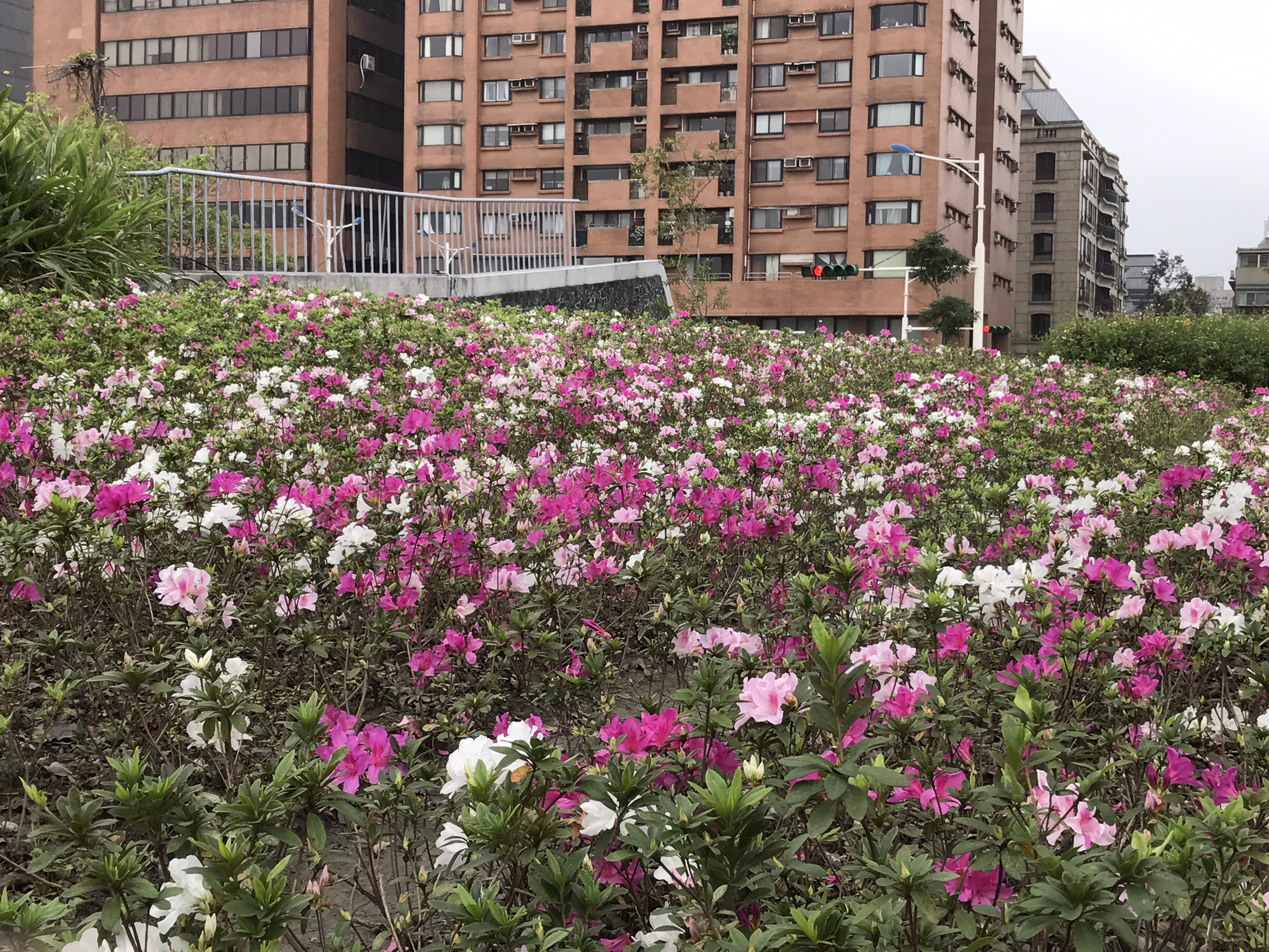 杜鵑花況1