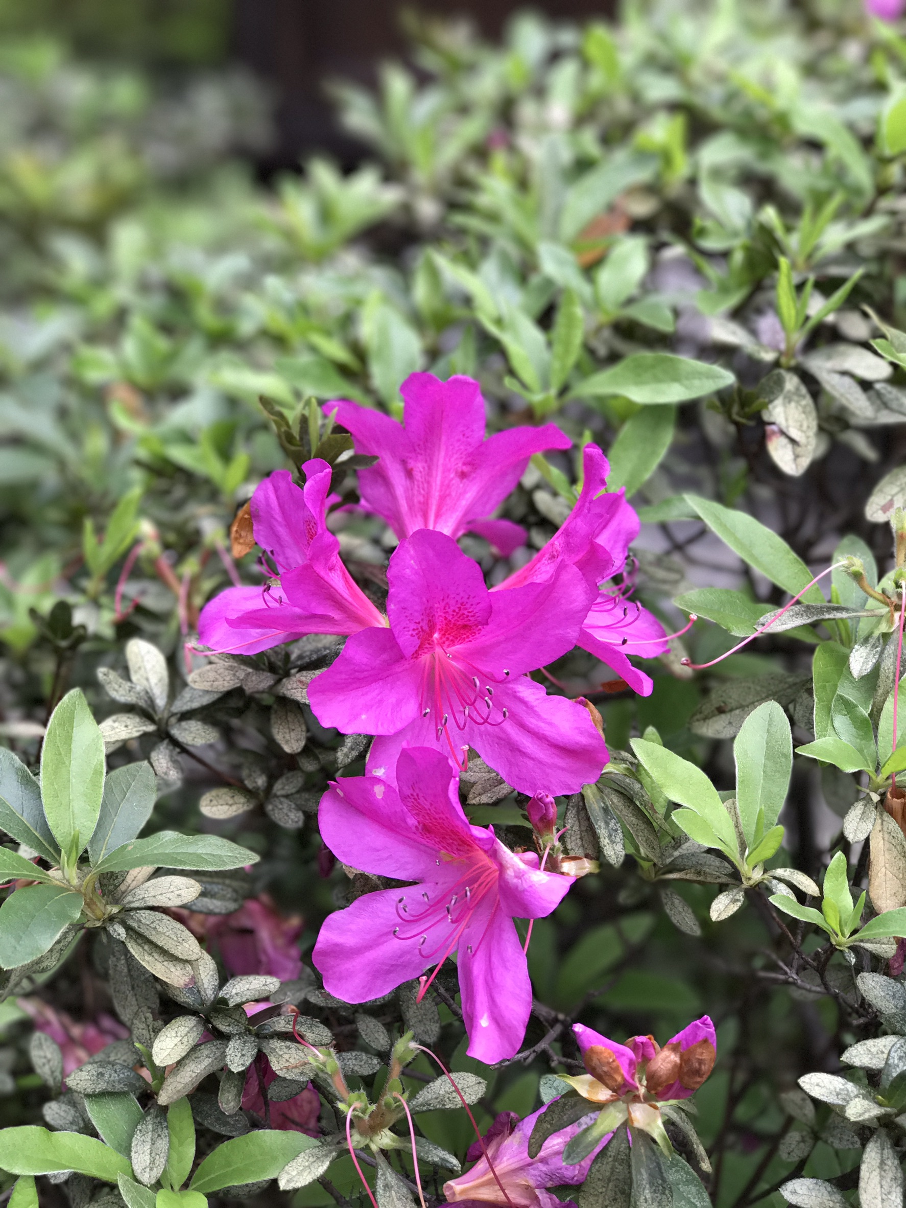 杜鵑花況2