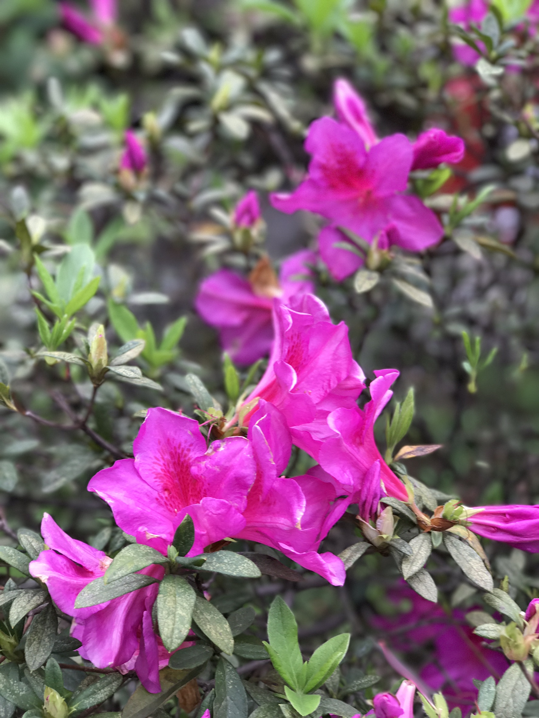杜鵑花況3
