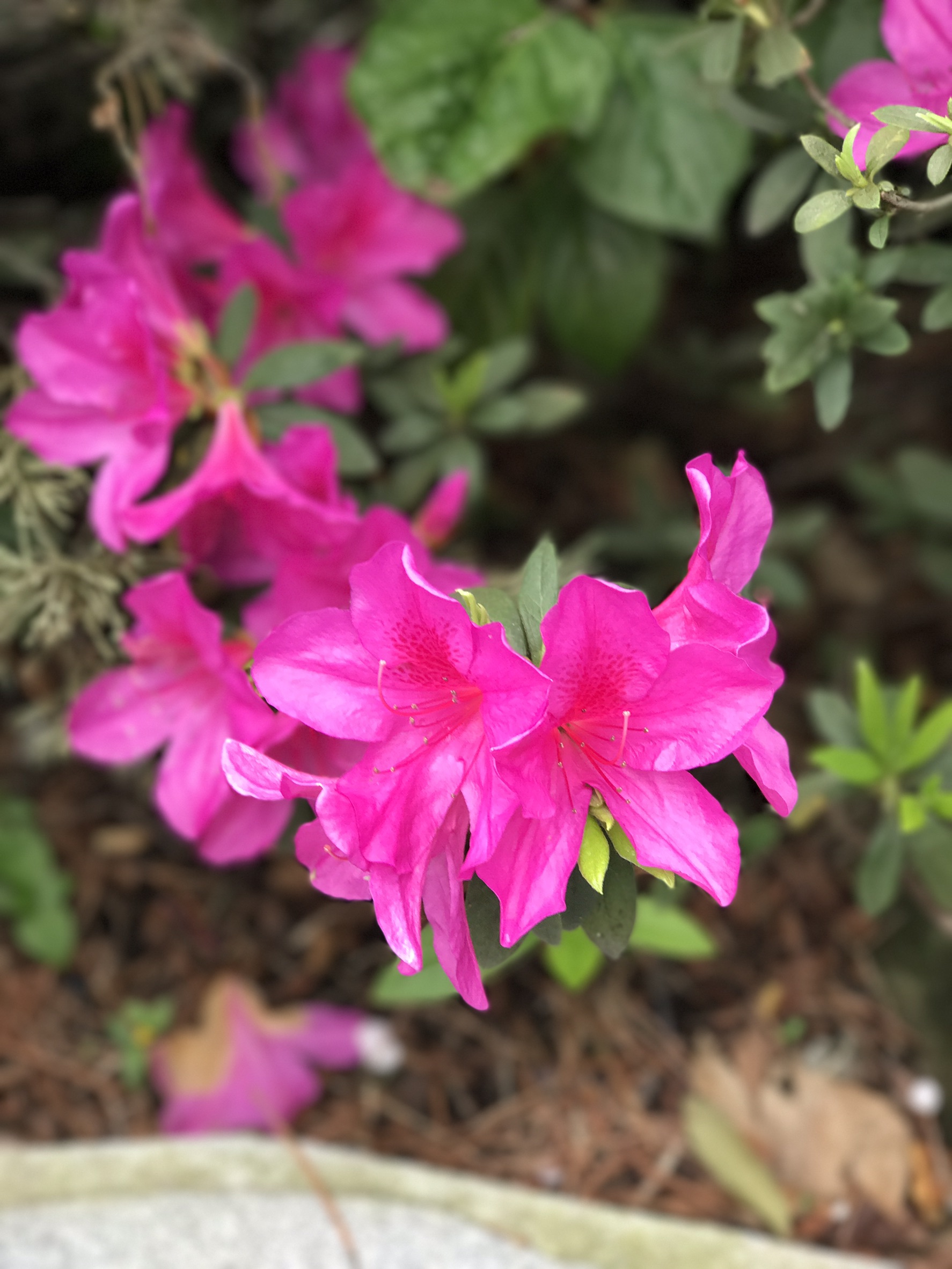 杜鵑花況4