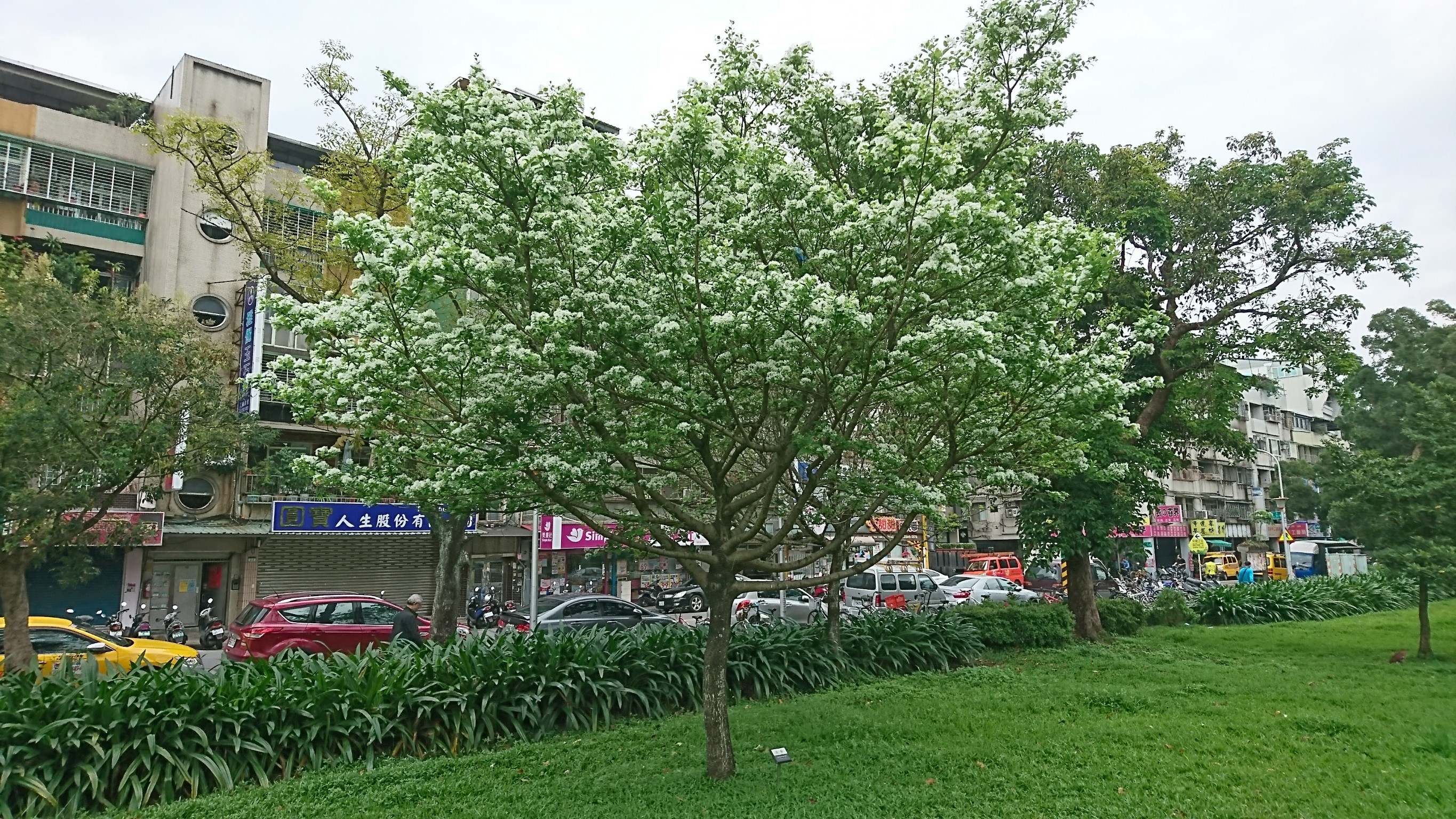 圖9.榮星花園流蘇