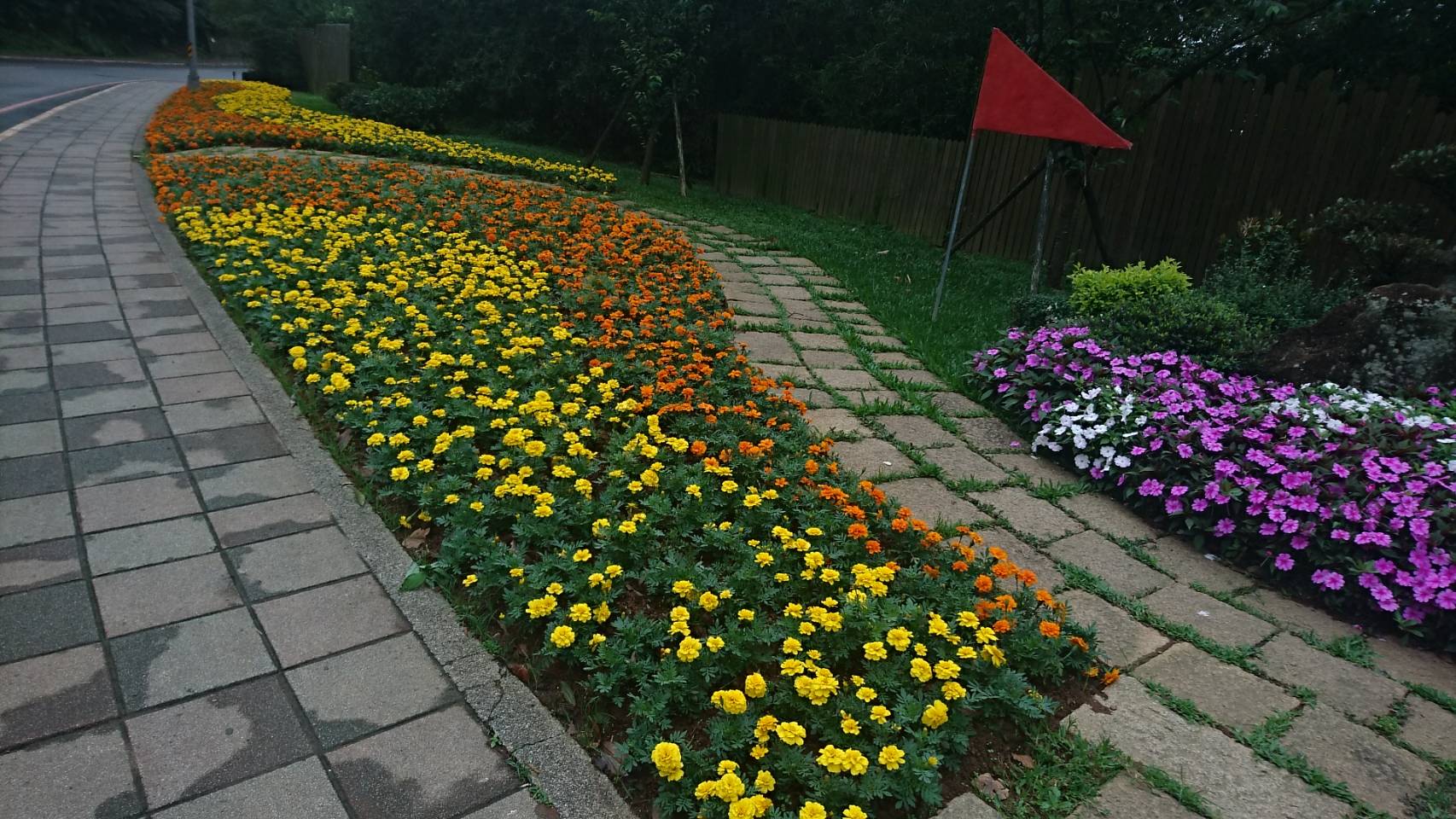 圖6湖山路草花