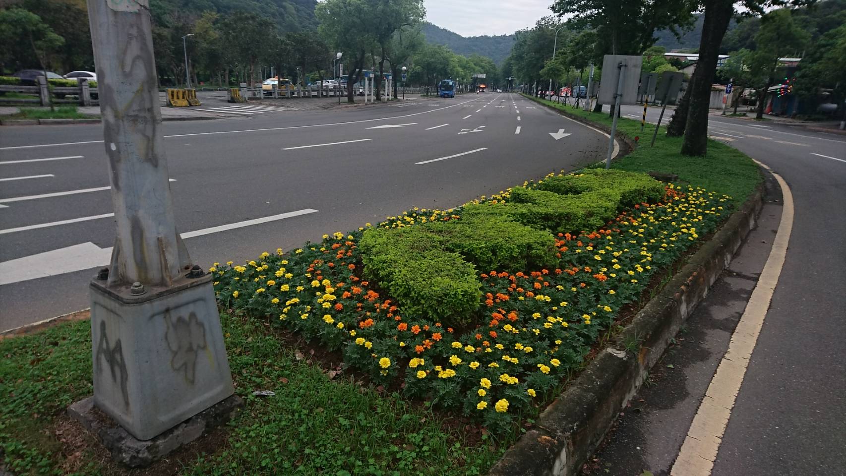 圖8至善路草花