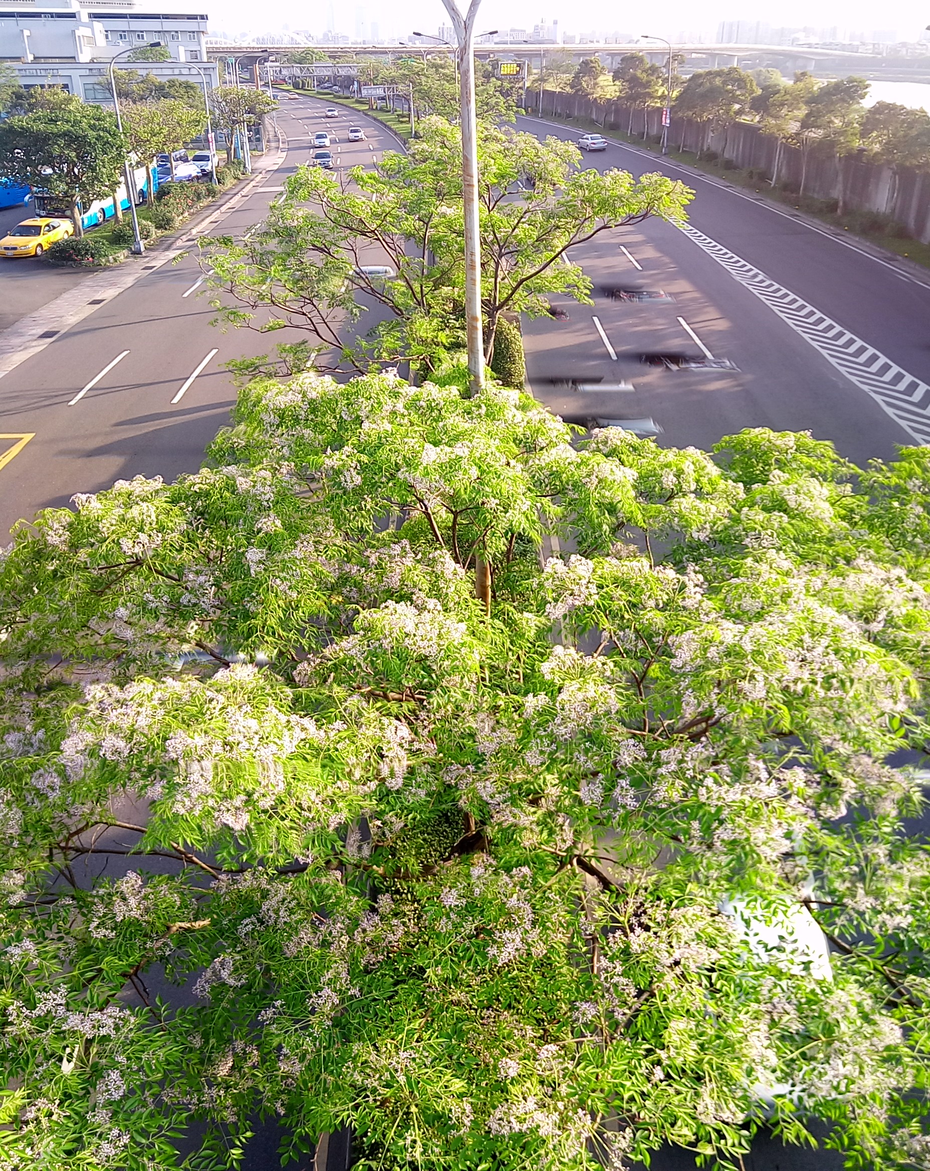 圖1.堤頂大道上滿花楝樹