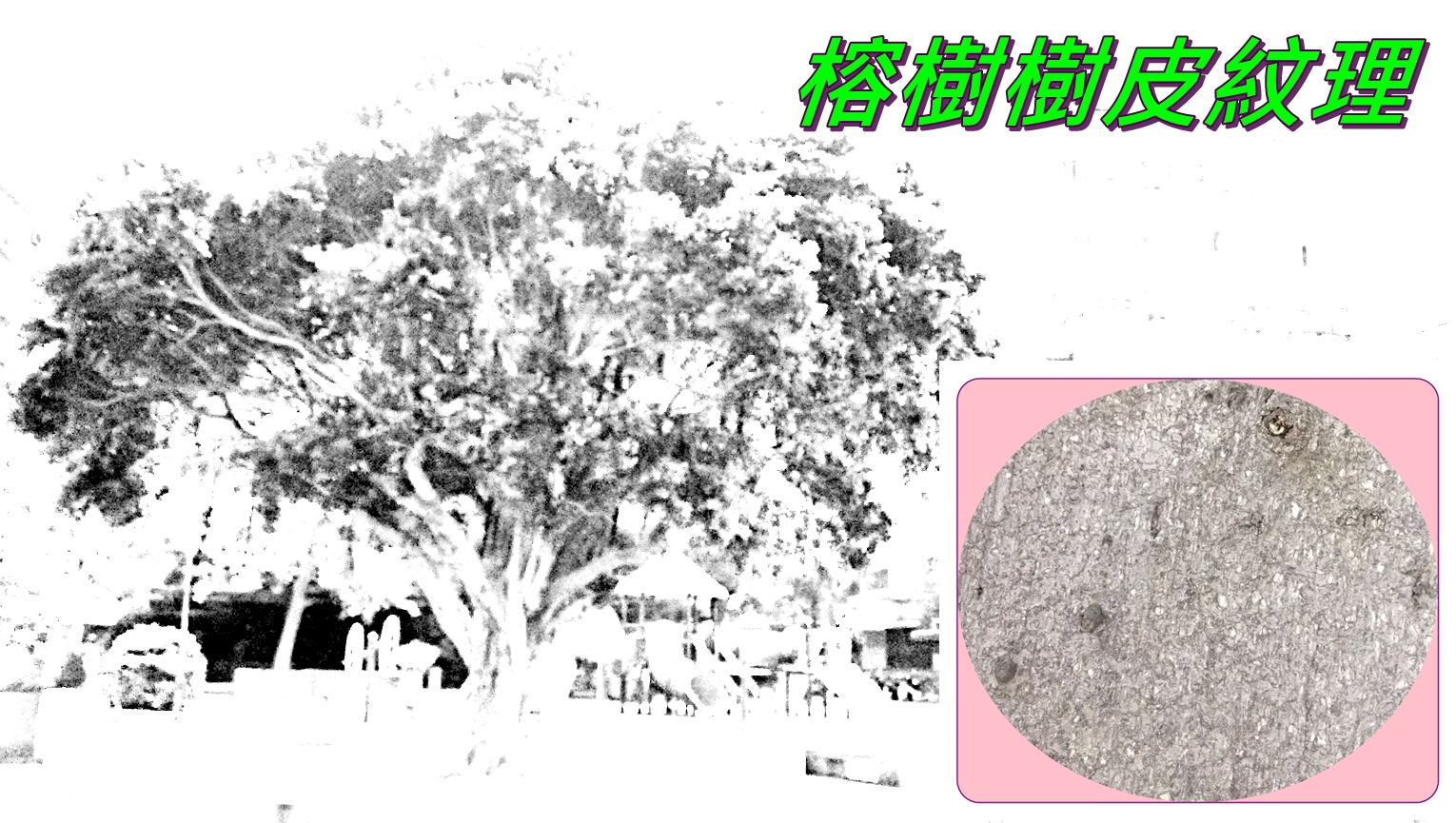 榕樹樹皮光滑，常有氣生根垂生