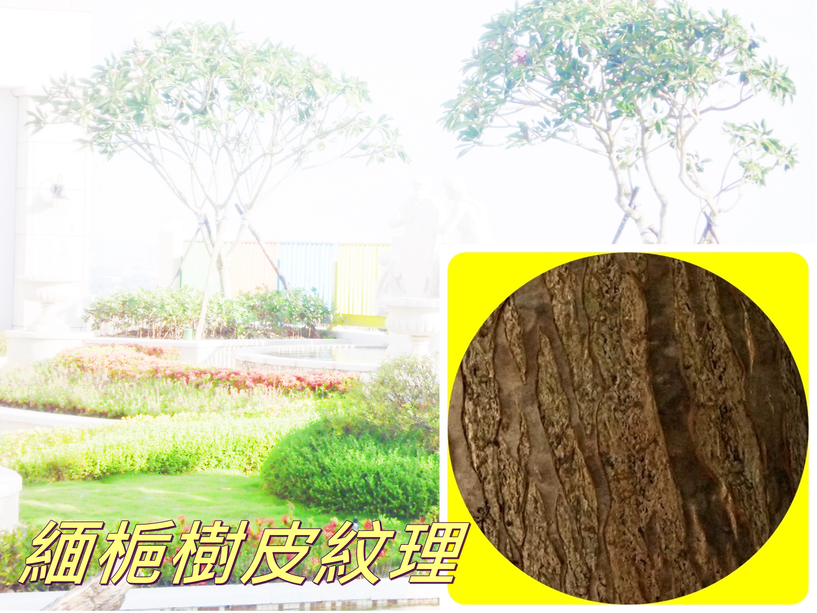 緬梔別名雞蛋花，樹姿優美