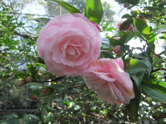 芙蓉香波