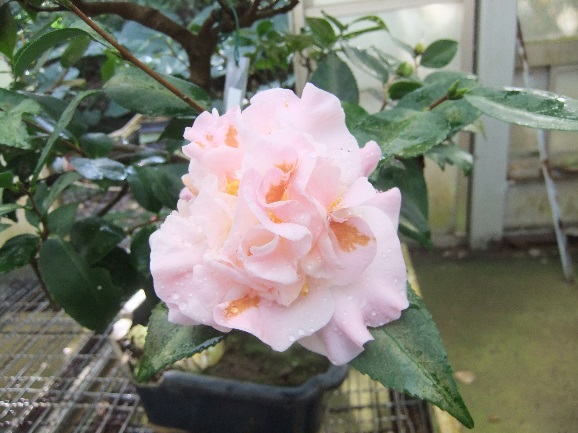 伊麗莎白庫梅