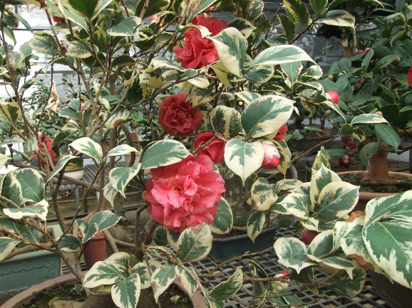 彩葉紅露珍