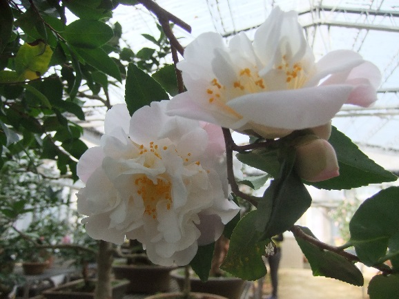 甜香水