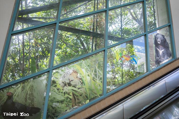 沿著動物園站電扶梯窗邊有動物迎接你喔