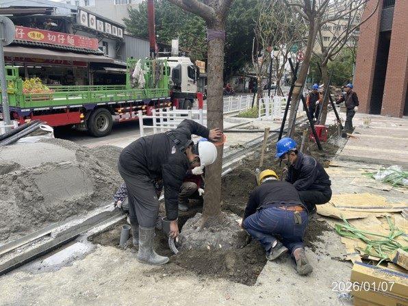 1樓欒樹及金葉女真種植