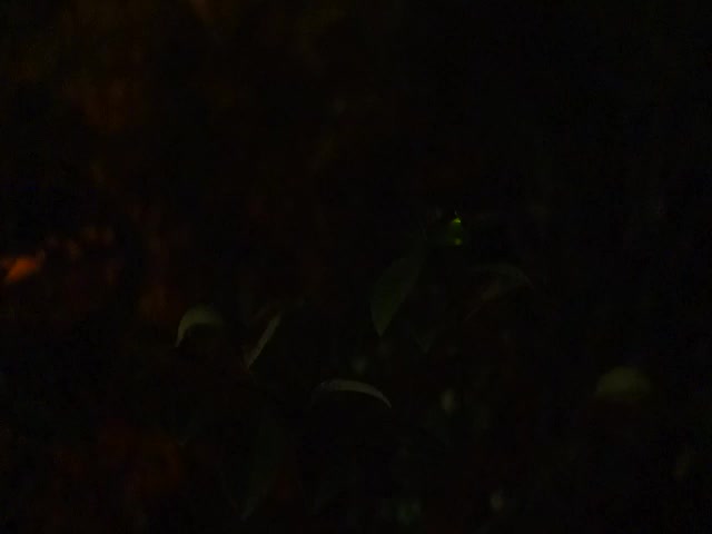 大安森林公園小生態池螢火蟲影片