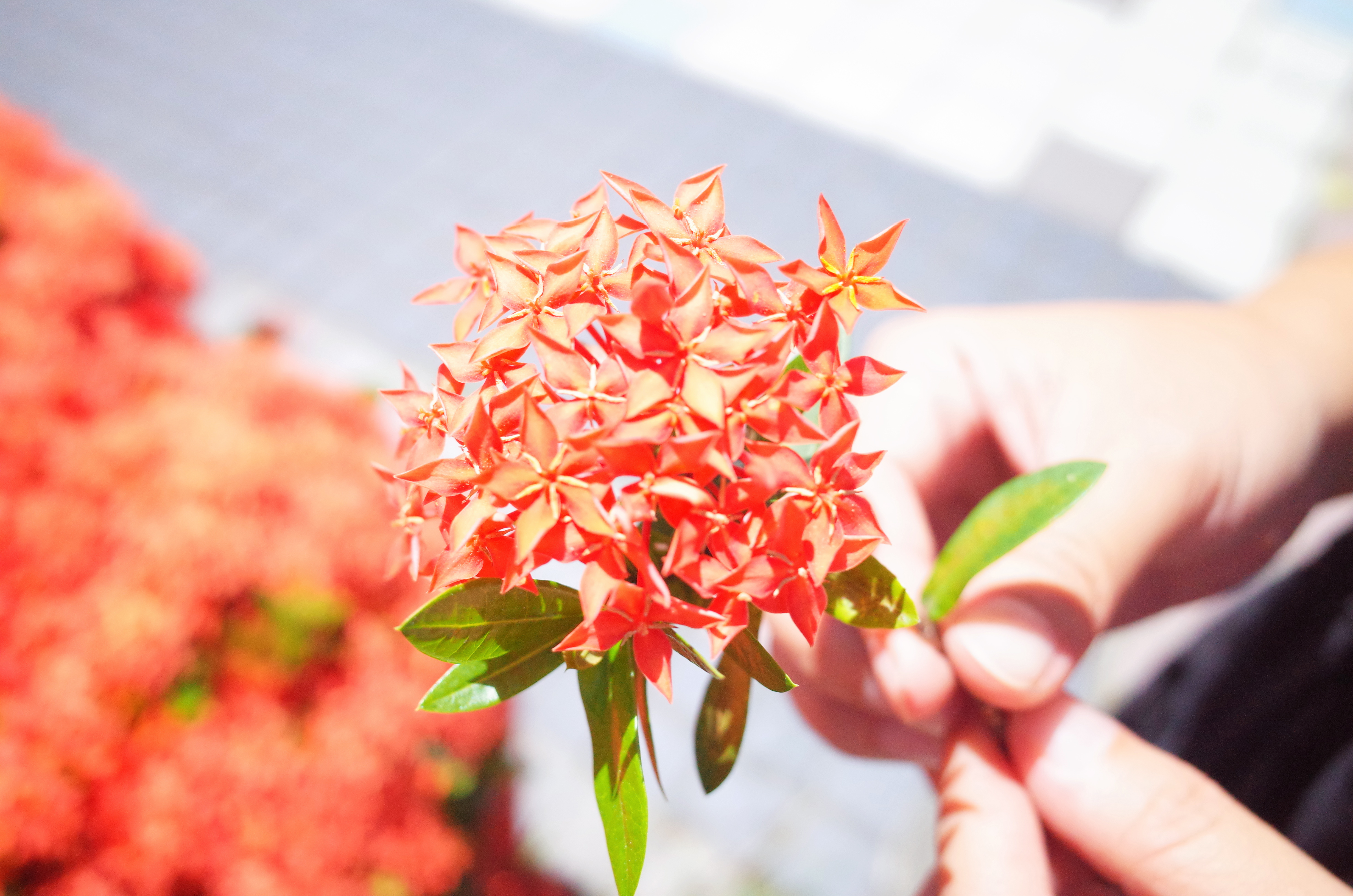 紅磚色至橙紅色的花冠筒上長出4~5片花瓣