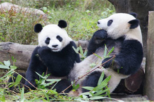 照片7、悠遊生活於臺北市立動物園的大貓熊「團團」、「圓圓」