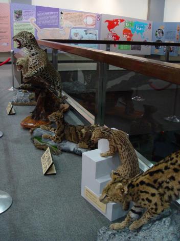 虎年特展一角