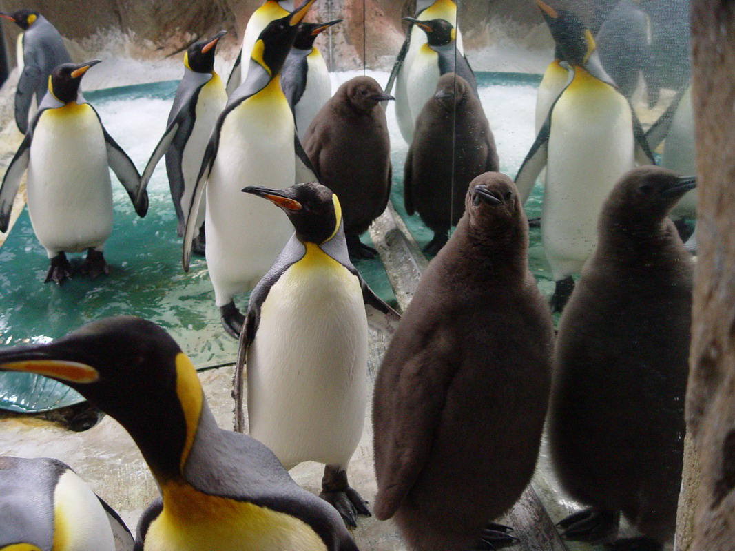 臺北市立動物園-新聞稿-小企鵝有多重—嘟嘟.喔密嘛相見歡