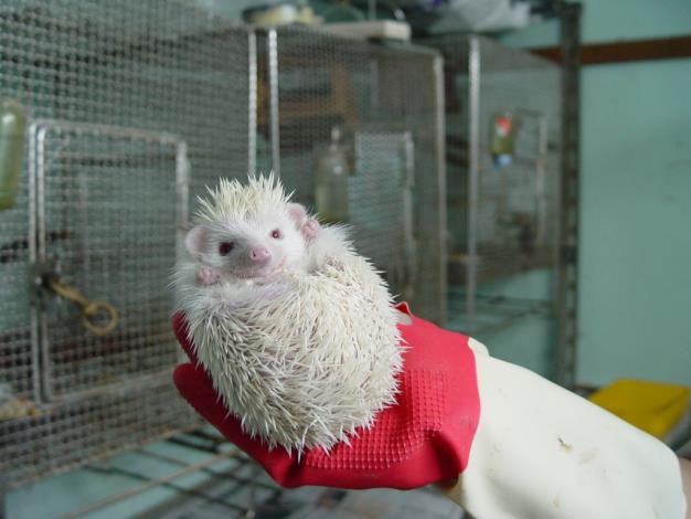 刺蝟會綣起身體保護沒有刺的腹部