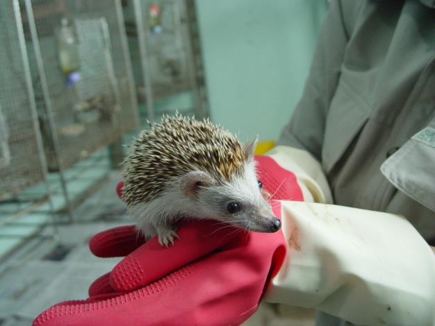 正常刺蝟除了刺的顏色不同,眼睛和鼻子都是黑