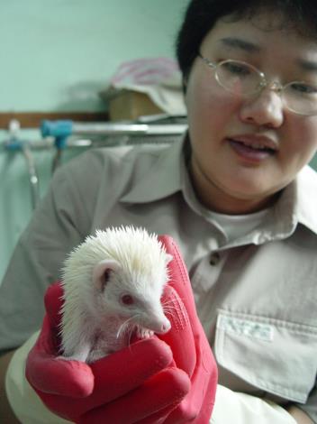 保母和白子的白腹刺蝟