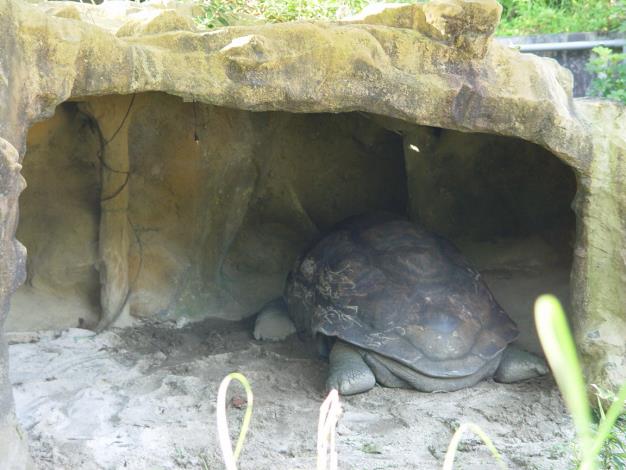 象龜在洞中避寒風