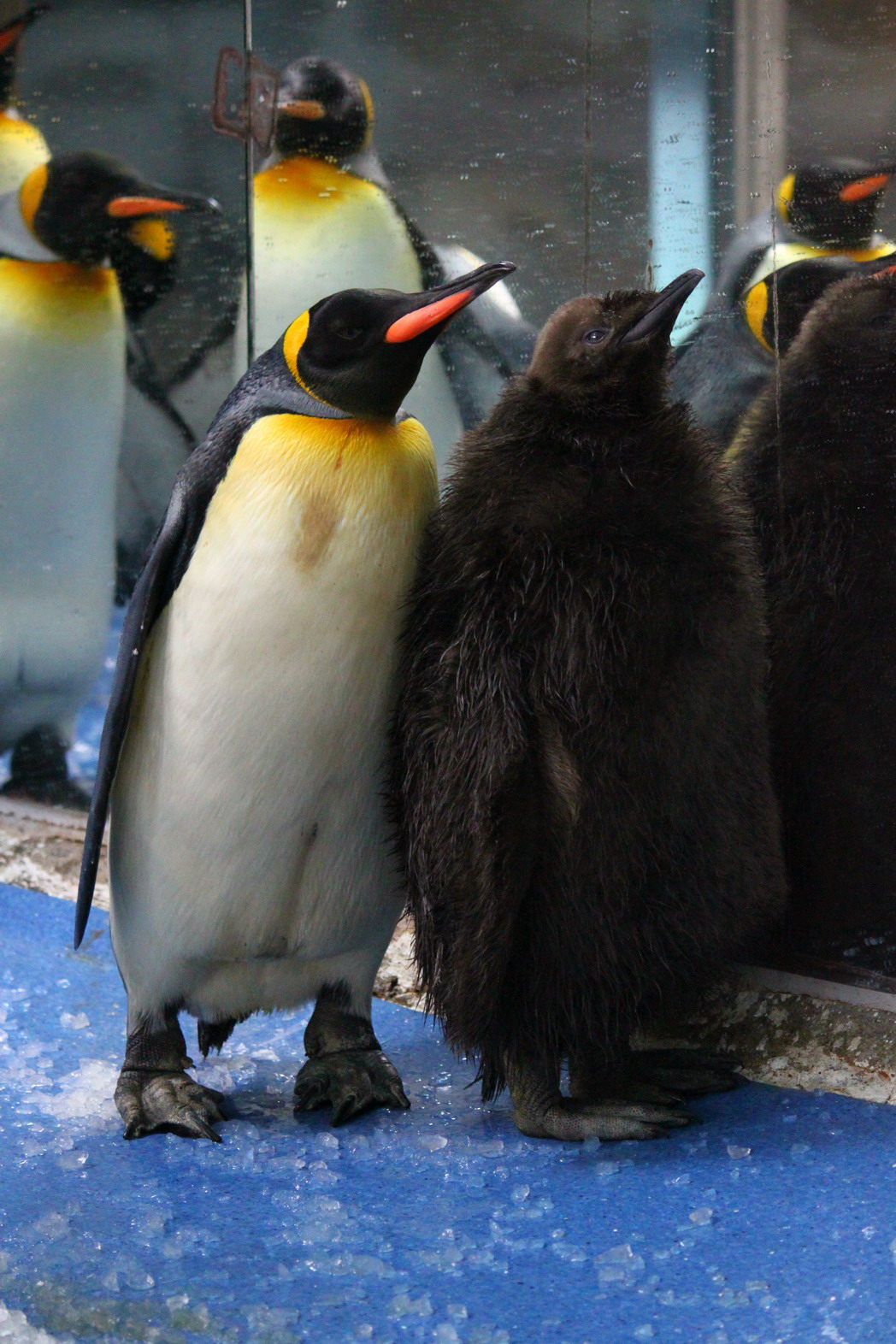 臺北市立動物園-新聞稿-小國王企鵝「可可」亮相