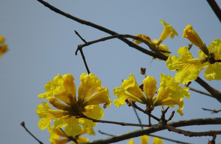 黃花風鈴木