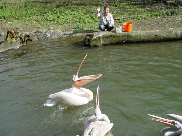 與鵜鶘一起喝下午茶
