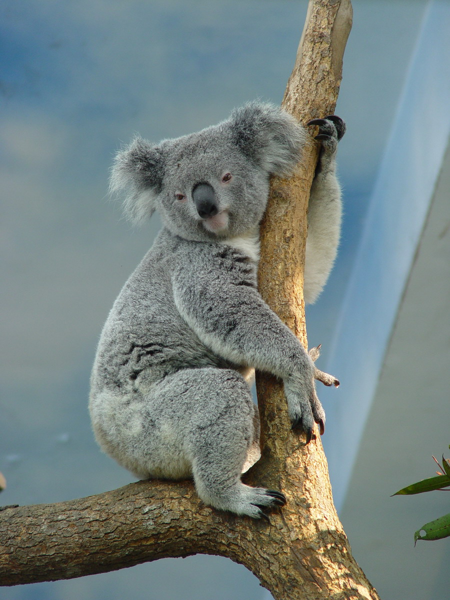 臺北市立動物園 新聞稿 無尾熊坐月子中心