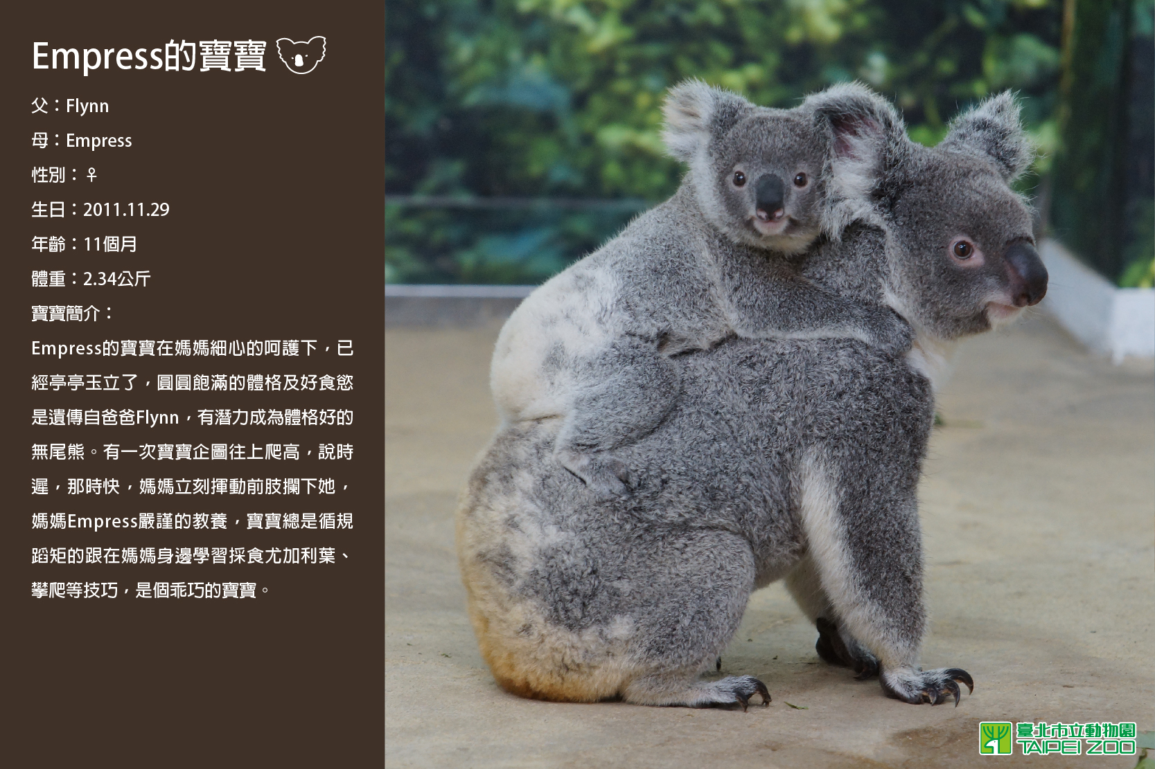 臺北市立動物園 新聞稿 新生小無尾熊徵名活動