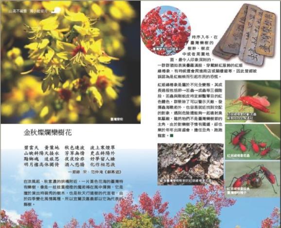 臺灣欒樹生態解說