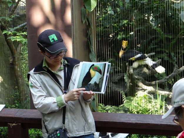 大嘴鳥和大犀鳥不同-Keeper's talk