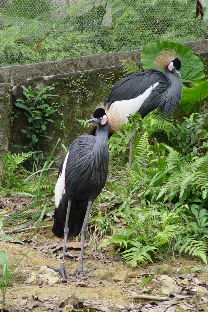 臺北市立動物園 新聞稿 生態鳥園重新開放參觀生物多樣性的最佳教室