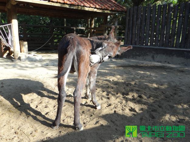 家驢尾巴有尾柄