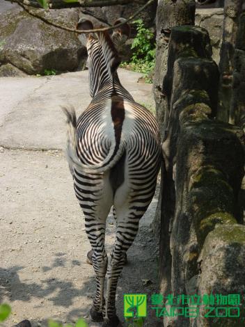 格利威斑馬花紋細