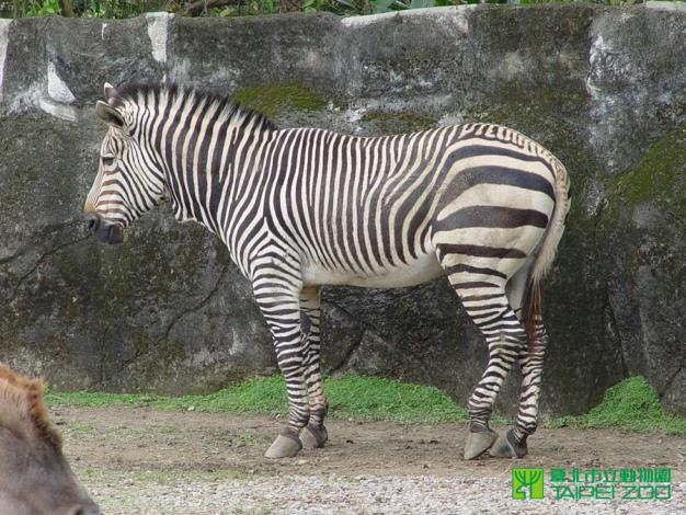 山斑馬數量最少