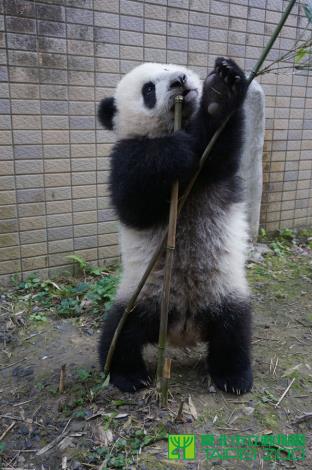 小竹子已經不能負荷我的體重