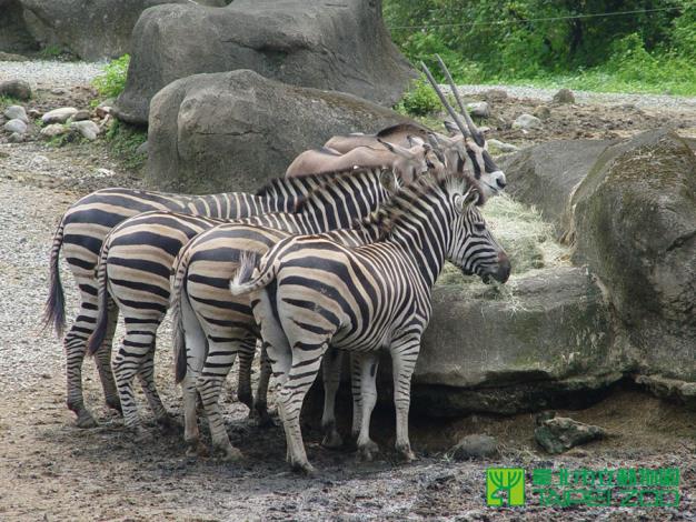 查普曼斑馬是平原斑馬的一個亞種