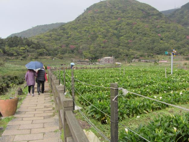 美麗山景與海芋盡收眼底